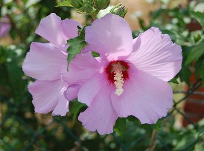 Hibiscus syriacus